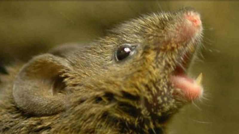 Singing Mice of Central America