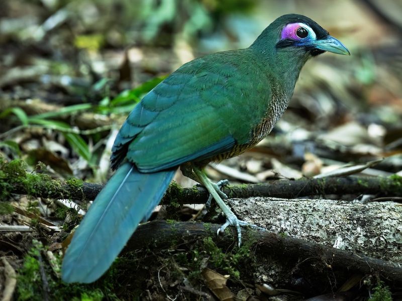 Sumatran Ground-Cuckoo