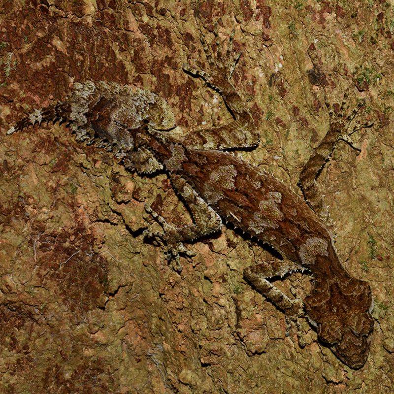 Leaf-tailed Gecko: Master Of Camouflage