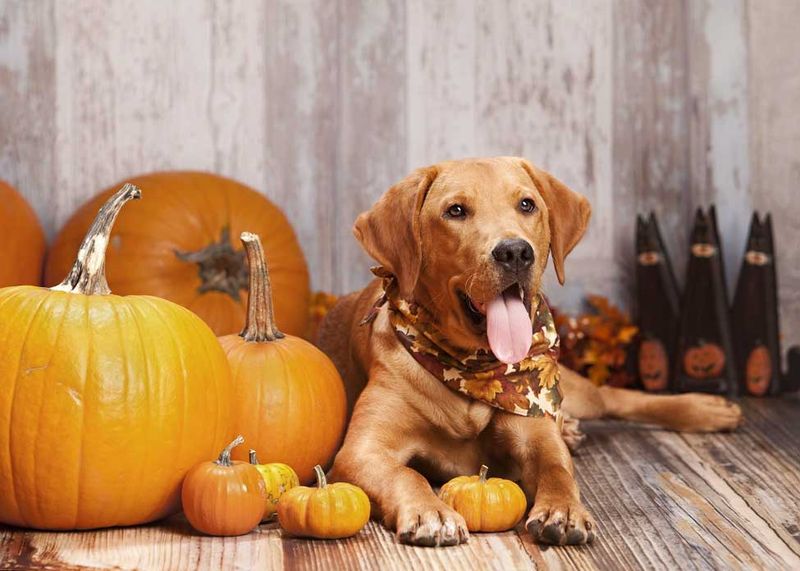 Pumpkin