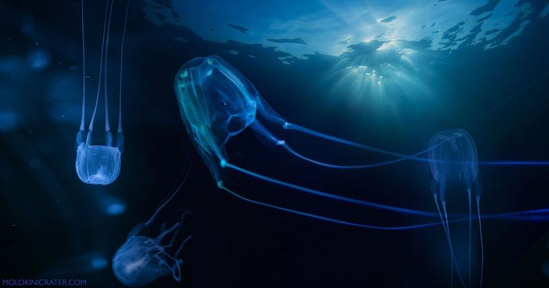 Hawaiian Box Jellyfish: The Predictable Menace