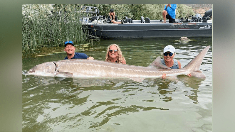 White Sturgeon