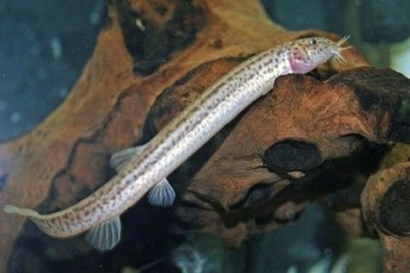 Japanese Weather Loach: Living Barometers