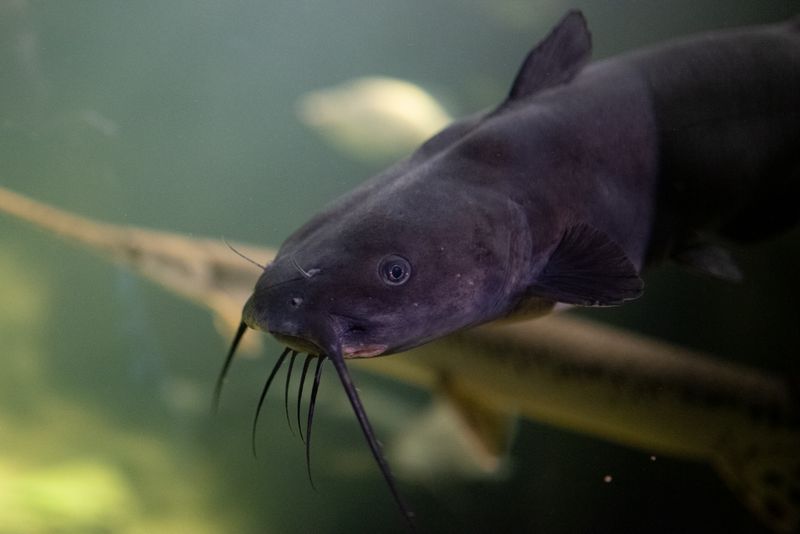 Channel Catfish: Whiskered Warrior Of American Rivers