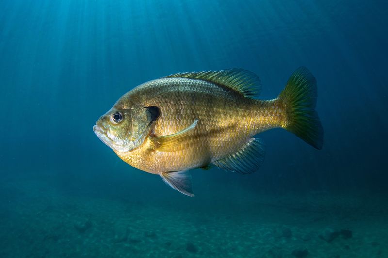 Sunfish