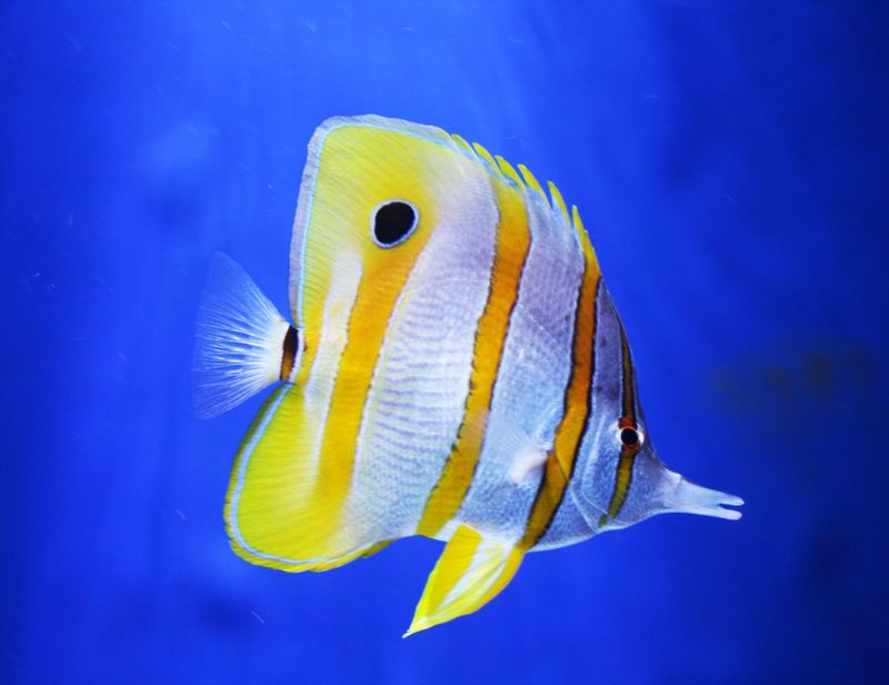 Longsnout Butterflyfish