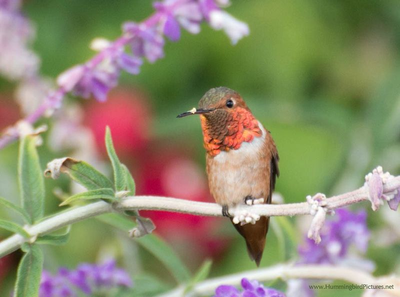 Adaptable Allen's Hummingbirds