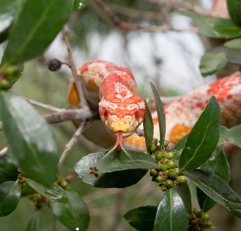 Corn Snake
