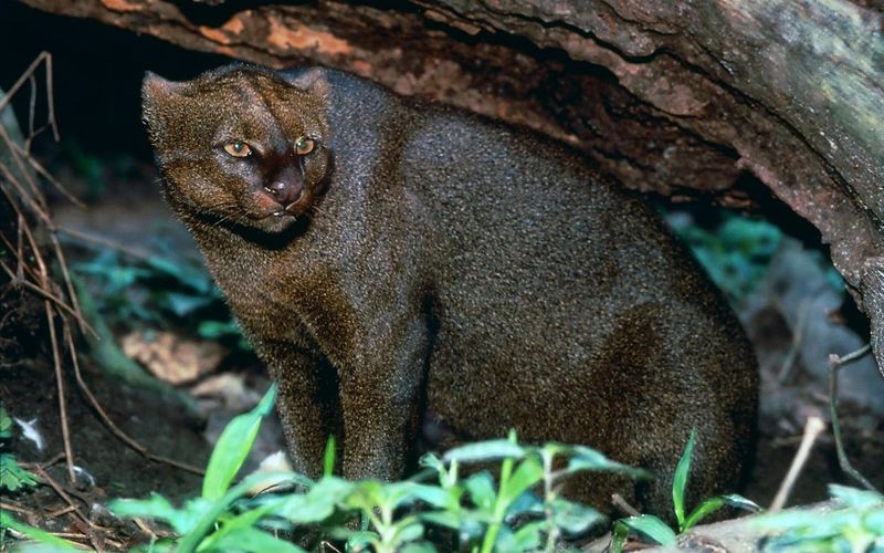 Jaguarundi – Texas