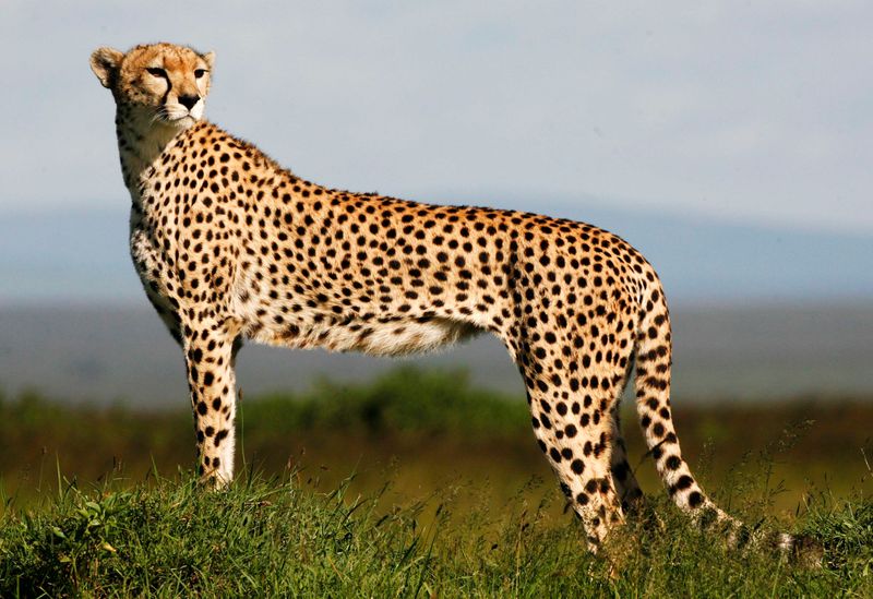 American Cheetah