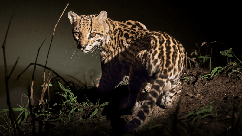 Ocelot