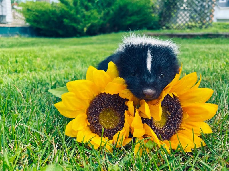 Skunks