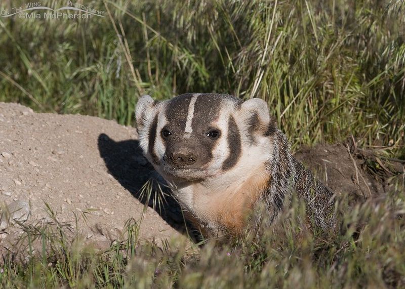 American Badgers: Underground Terrors