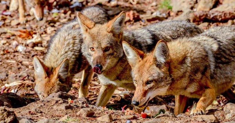Coyotes: Opportunistic Snake Eaters