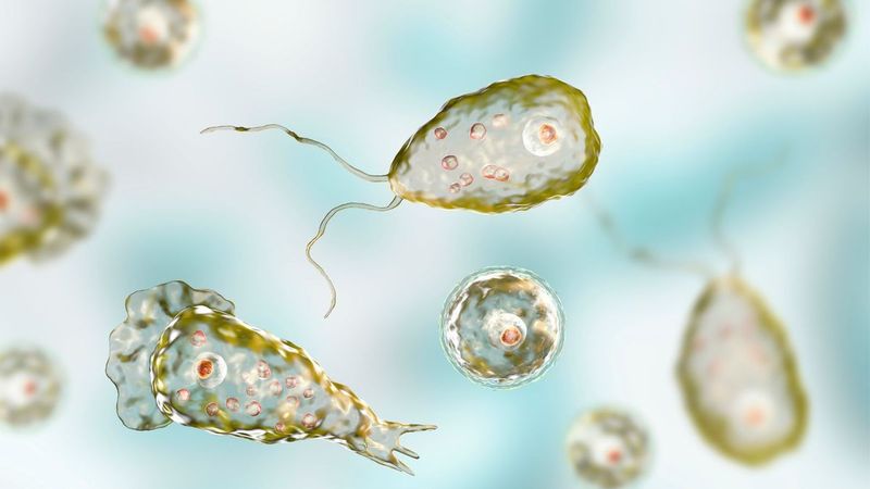 Brain-Eating Amoeba: Microscopic Dangers