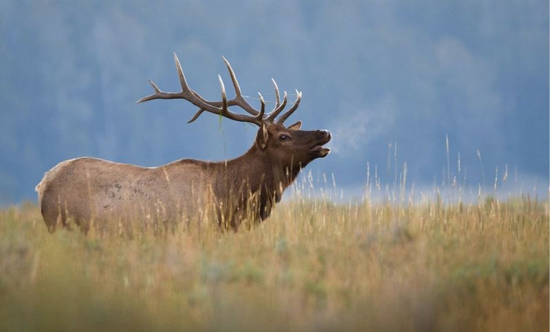 Elk