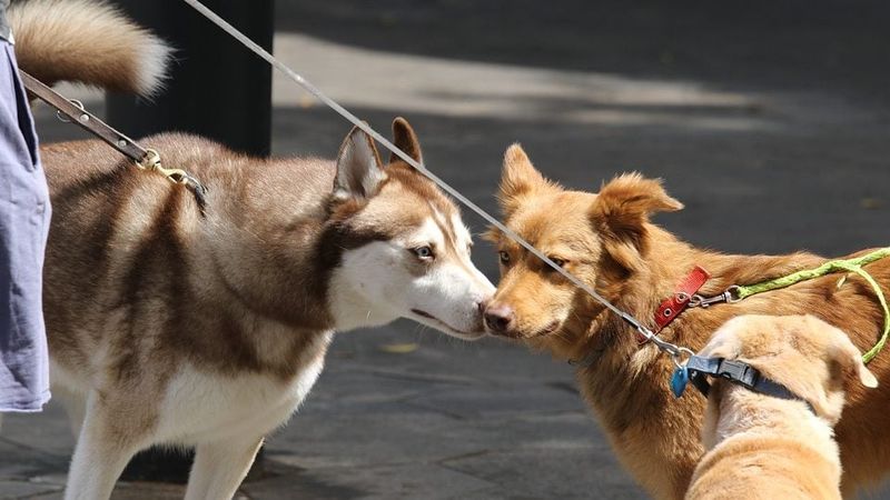 Socialization Requires Baby Steps