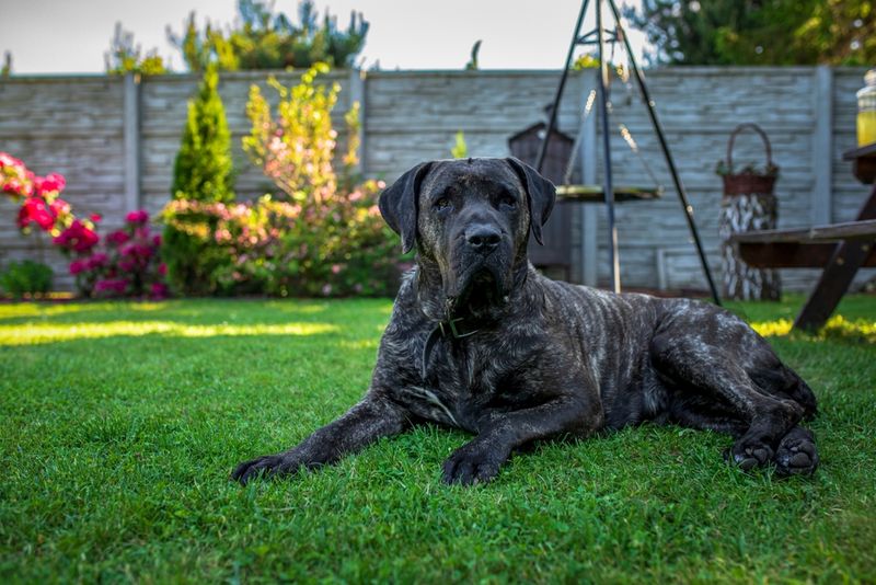 Presa Canario: The Canary Islands' Controversial Guardian