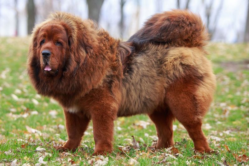 Tibetan Mastiff: The Ancient Guardian