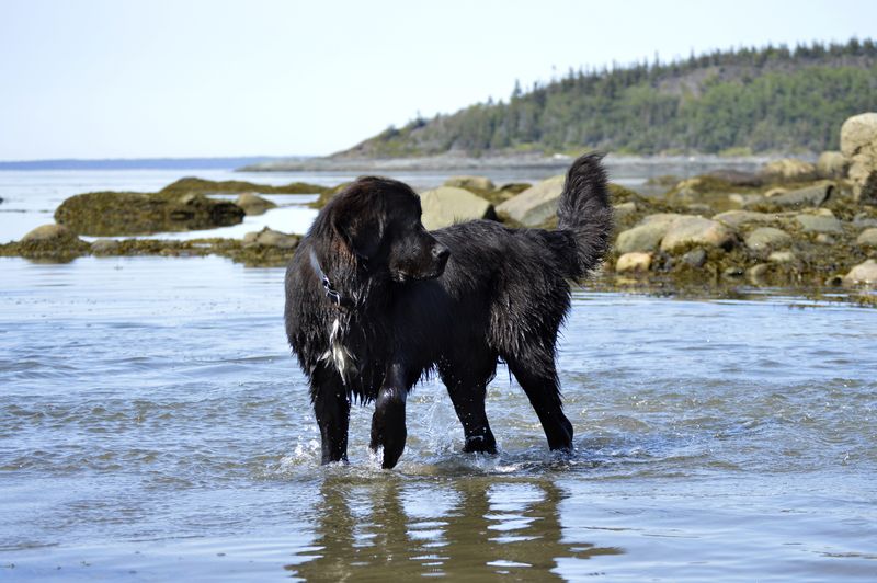 Newfoundland