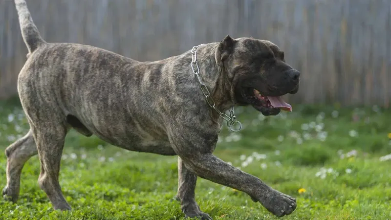 Presa Canario