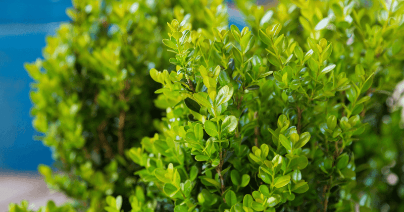 Strongly-Scented Boxwood