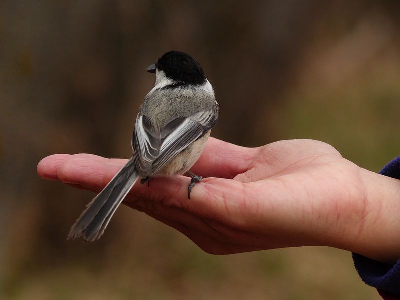 Inquisitive Chickadees