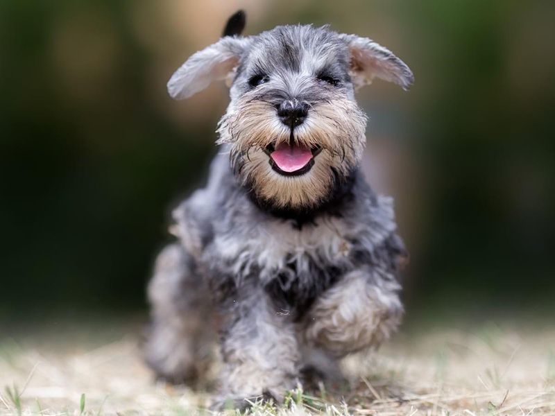 Sassy Schnauzers