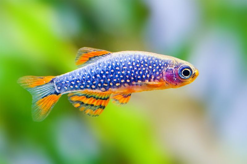 Celestial Pearl Danio: Living Jewels
