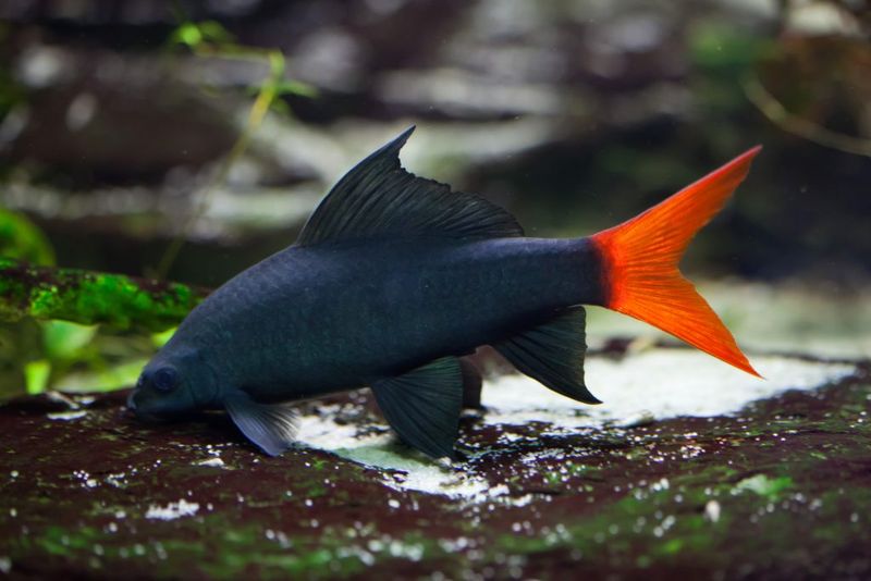 Red-Tailed Black Shark