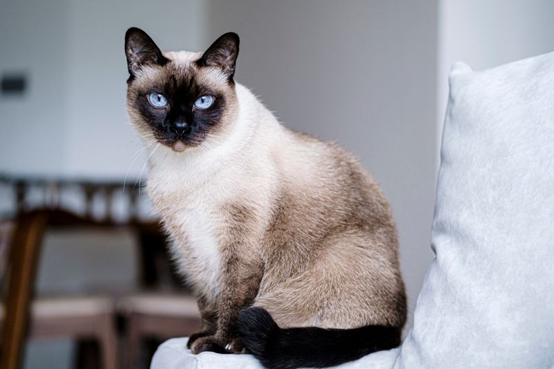 Siamese – The Vocal But Independent Spirit