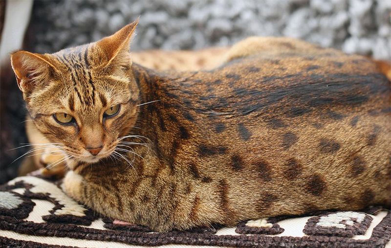 Ocicats