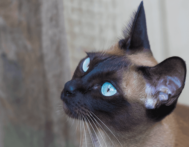 Loyal Tonkinese