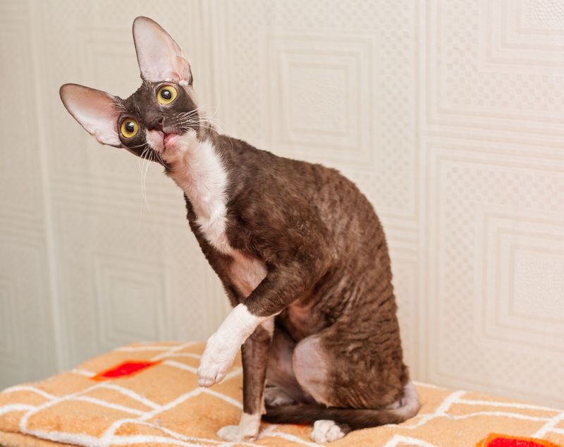 Cornish Rex Comedians
