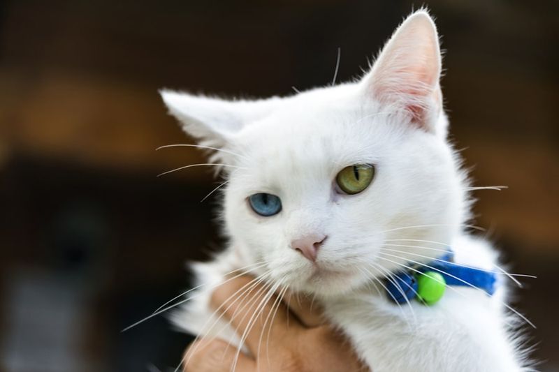Turkish Van: Water-Loving Wanderers