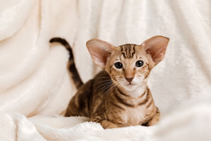 Oriental Shorthair: Elegant Extraterrestrials