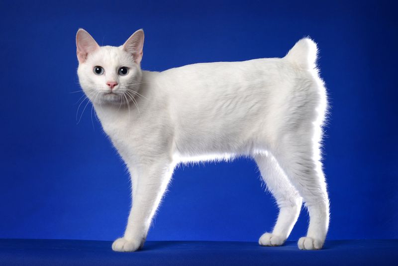 Japanese Bobtail: Lucky Charms With Playful Spirit