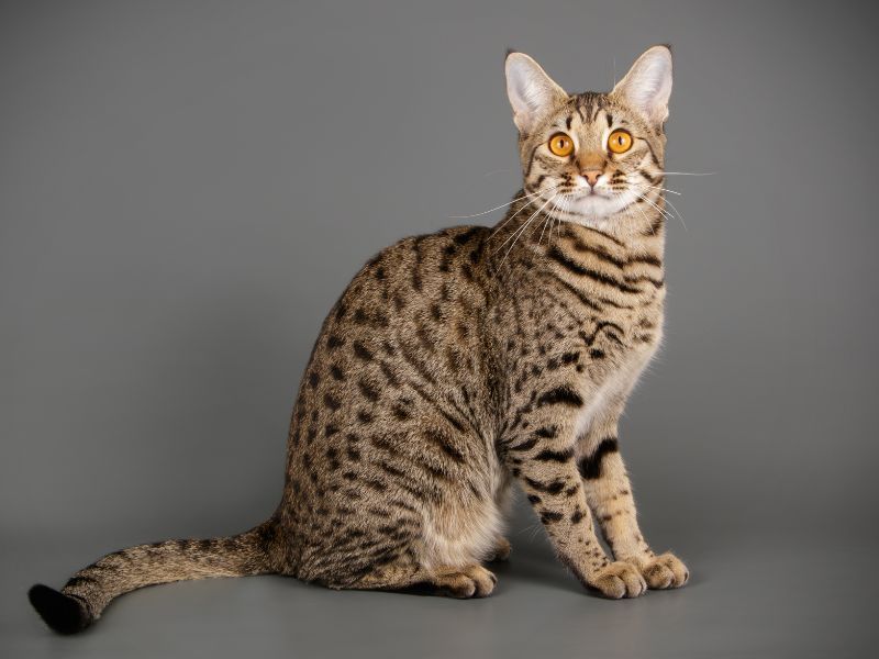 Savannah: The Wild Child Of America