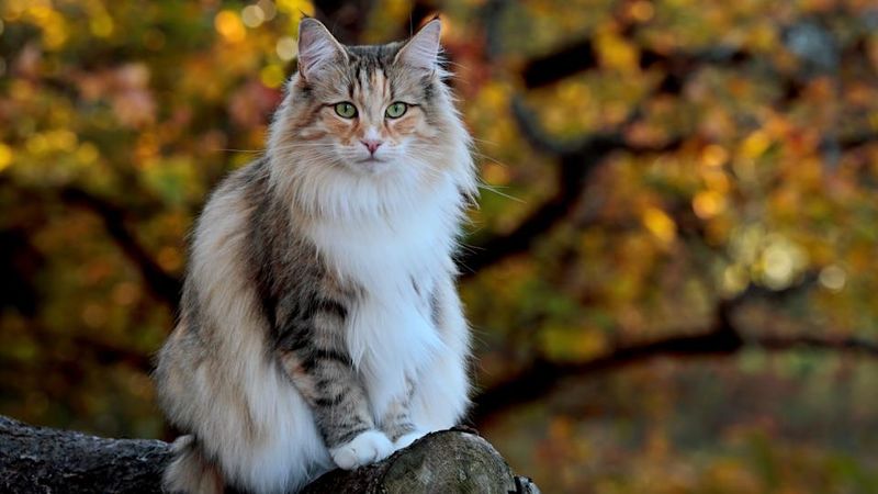 Norwegian Forest Cat: The Trauma Healer