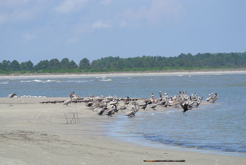 Sapelo Island