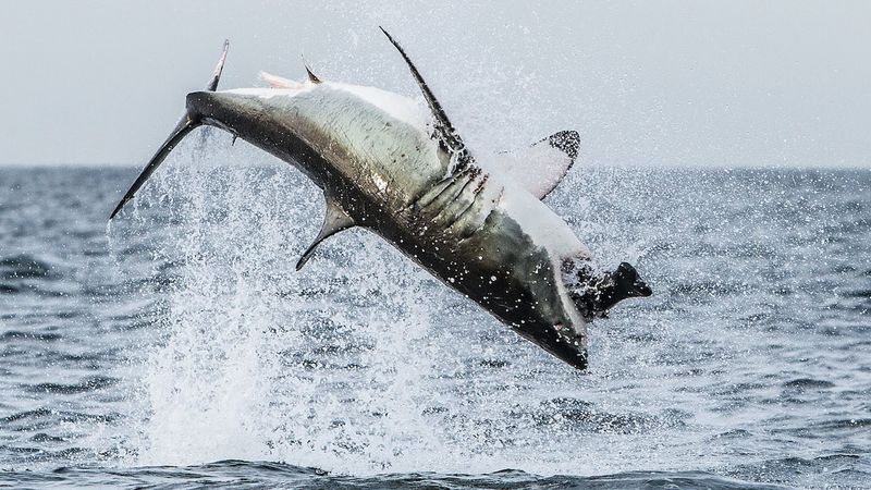 Great White Shark