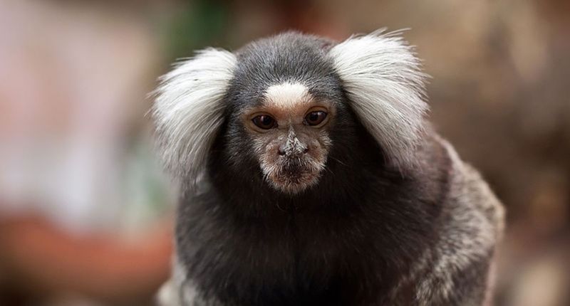 Common Marmoset