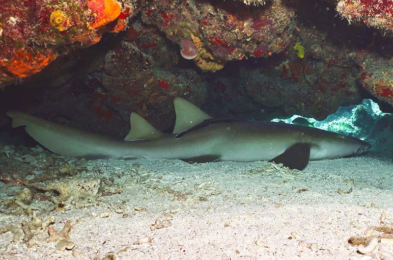 Nurse Shark