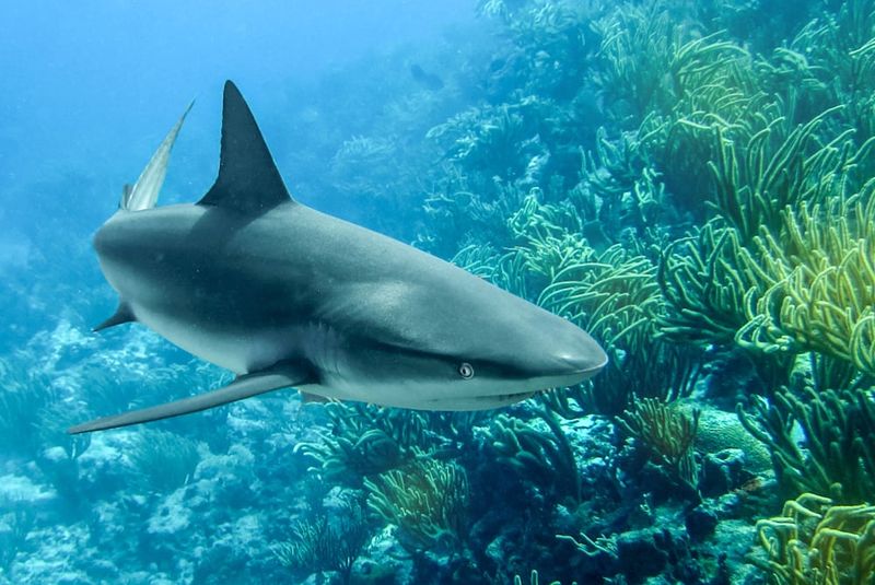 Night-Hunting Caribbean Reef Sharks