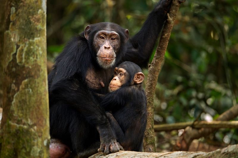 Chimpanzee