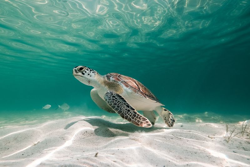 Turtle