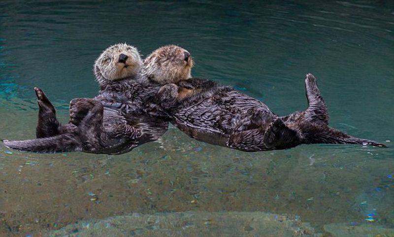 Sea Otters: Paw-Holding Sweethearts