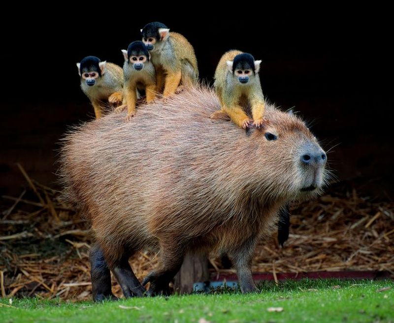 Capybaras: Nature's Chillest Companions