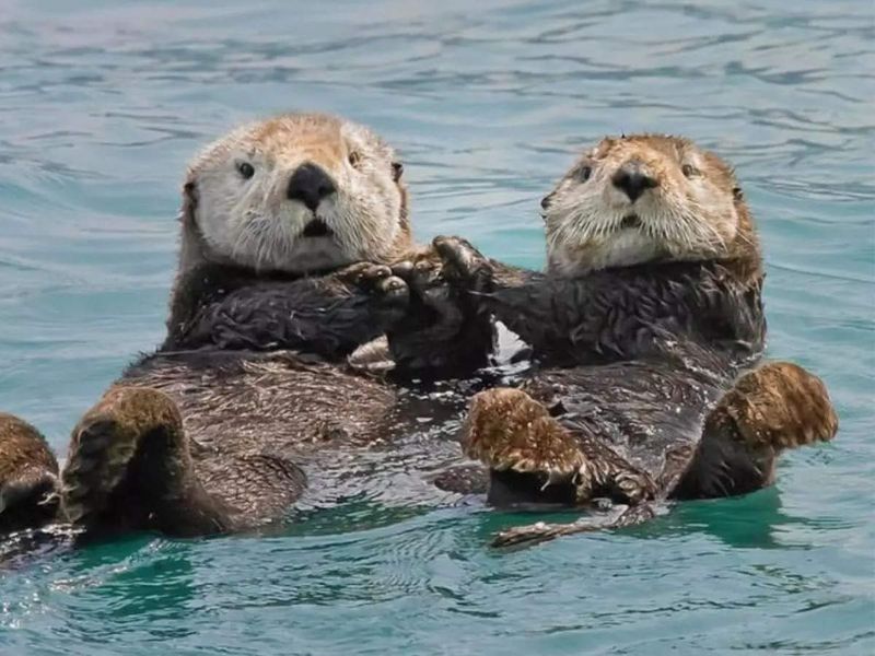 Otters