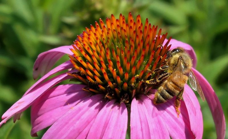 Coneflowers: Native Pollinator Magnets